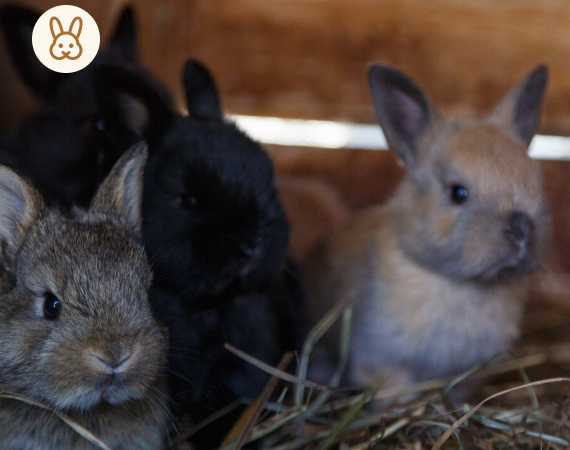 Зоопарк во Vnukovo Outlet Village. Изображение 5