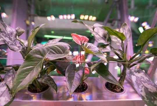 Флорариум. Как все устроено. Изображение 1