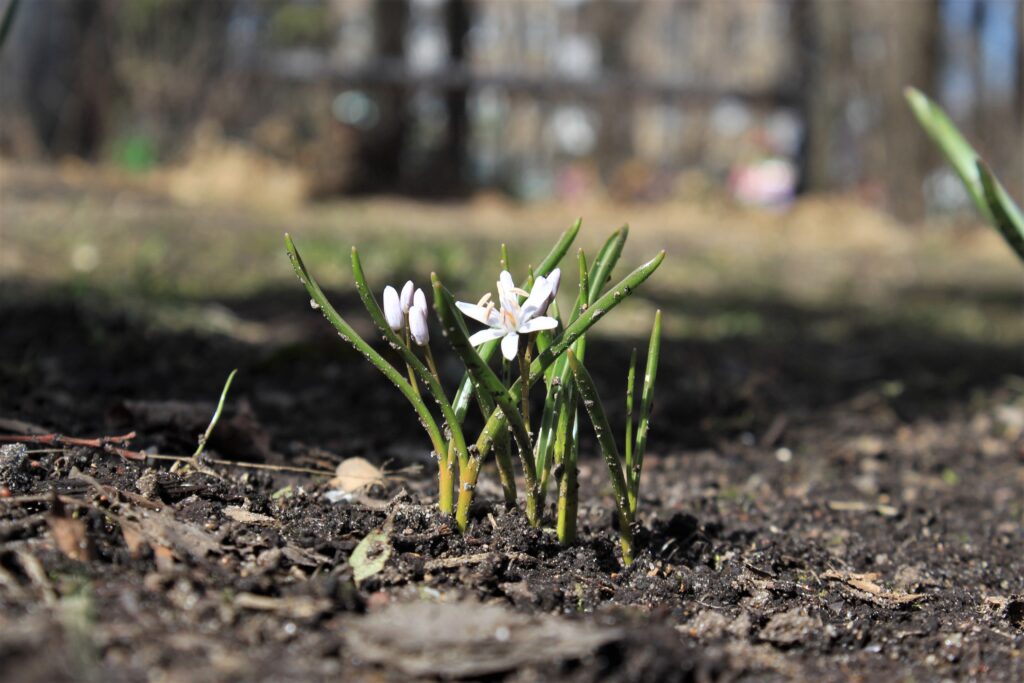 Бабушкинский парк. Изображение 7