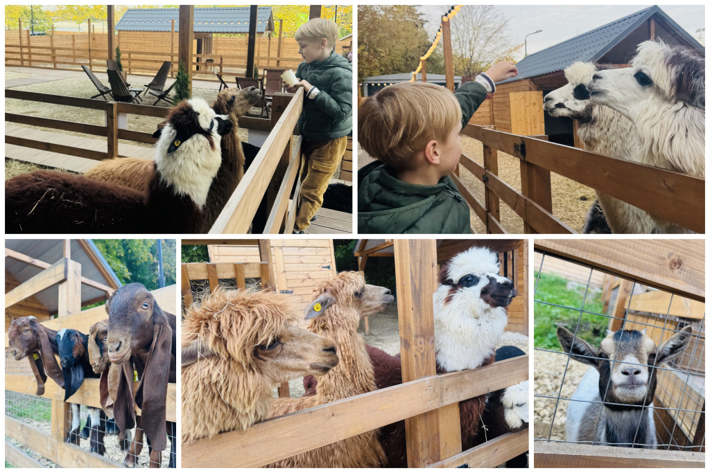 Collage-39.jpg Collage-39.jpg