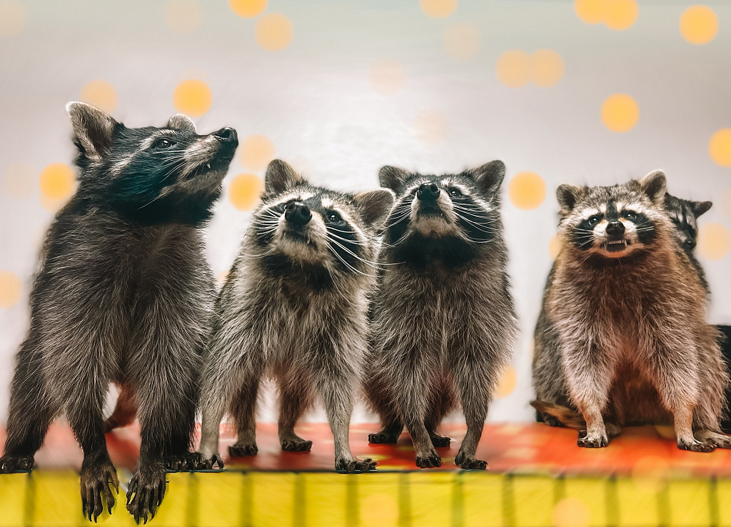 Антикафе "Енот-банда" на Сухаревской. Изображение 6