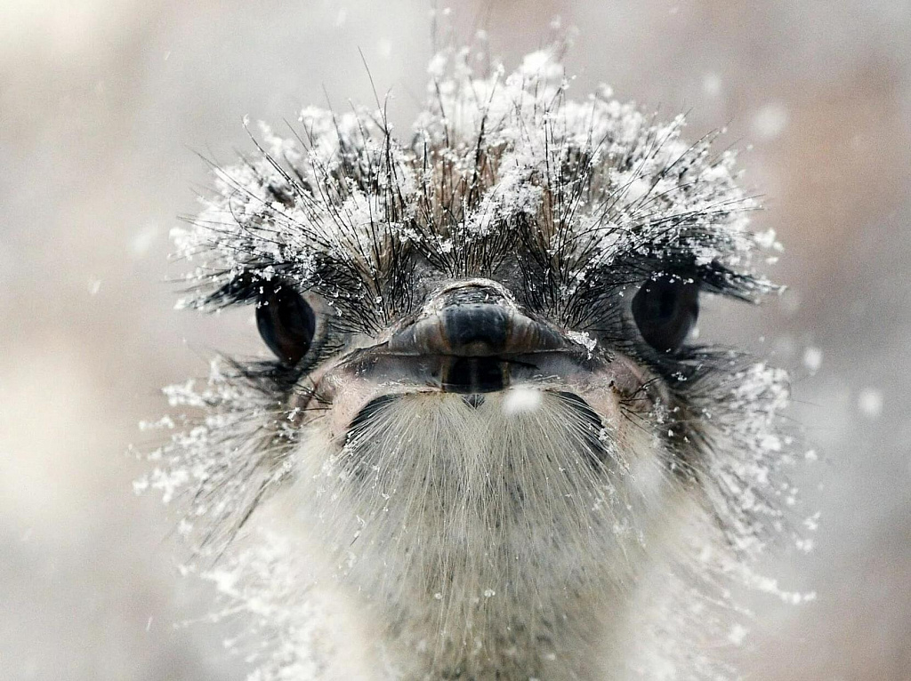 Ферма "Русский страус". Изображение 2