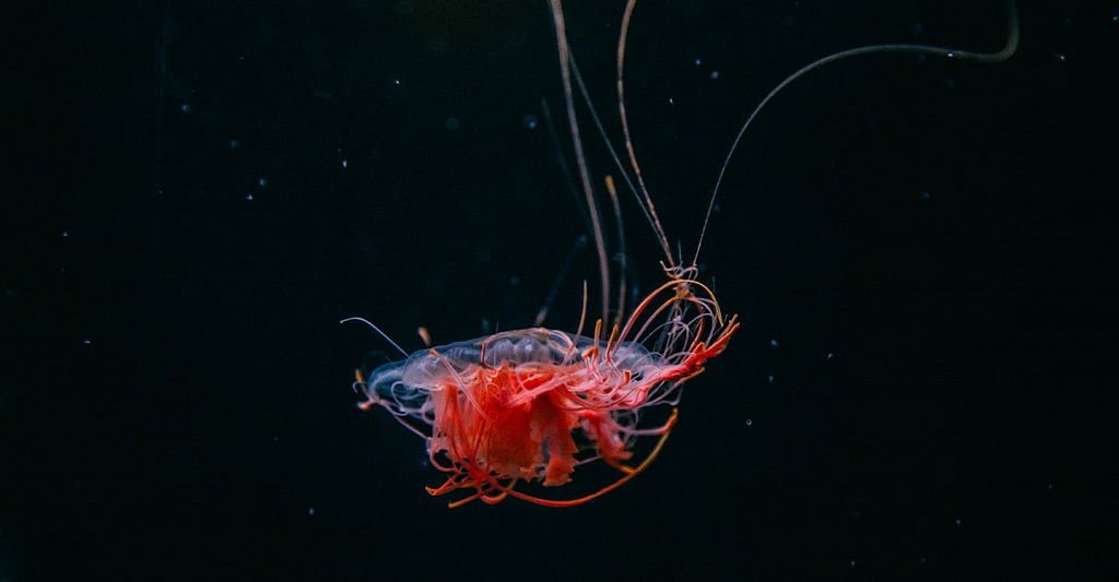 Москвариум - центр океанографии и морской биологии . Изображение 12