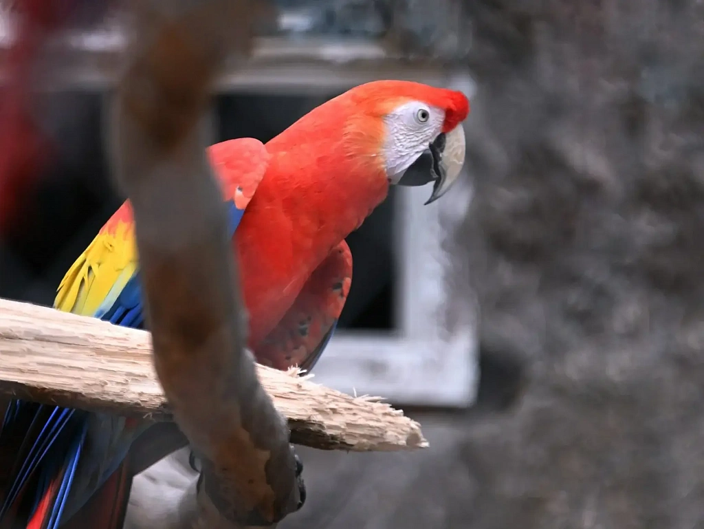 Планета обезьян. Изображение 1