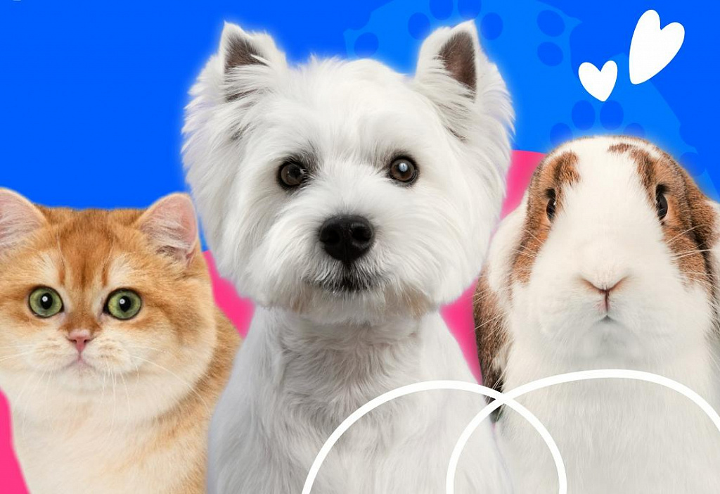 Фестиваль "Лапки". Изображение 1