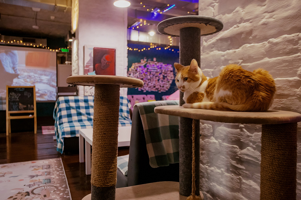 "Котофейня" на Курской. Изображение 1