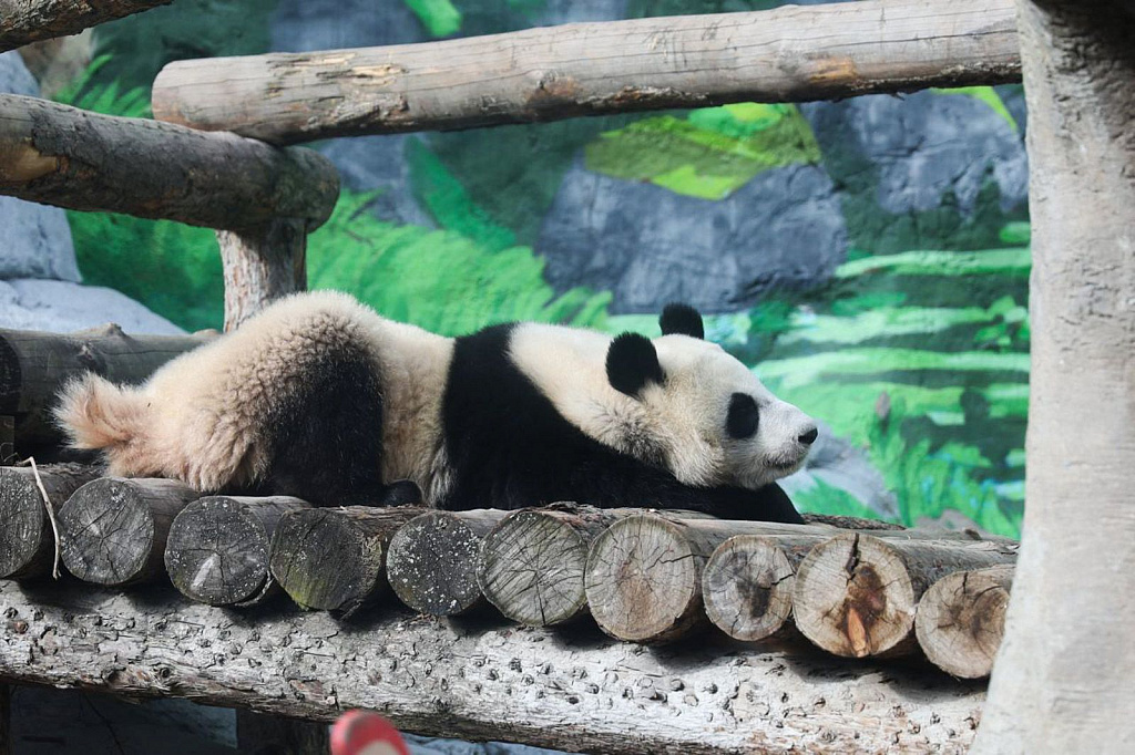 День Рождения панды Катюши в Зоопарке. Изображение 3