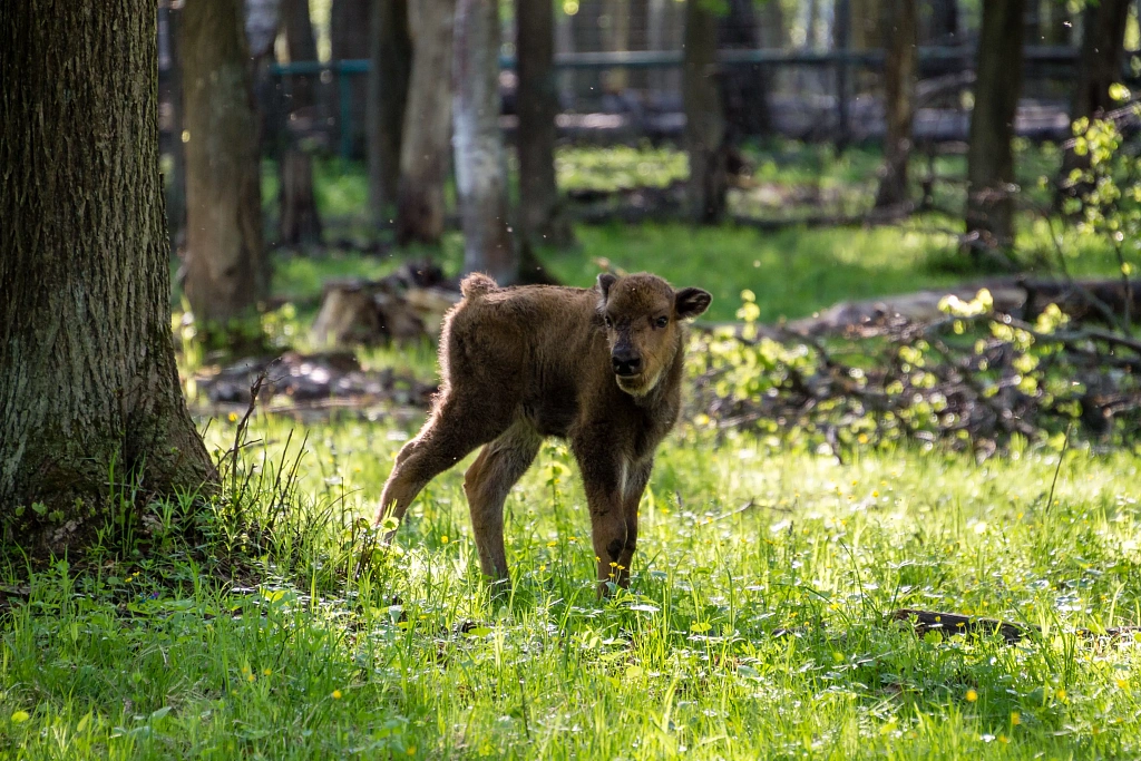 Приокско-террасный природный заповедник. Изображение 6