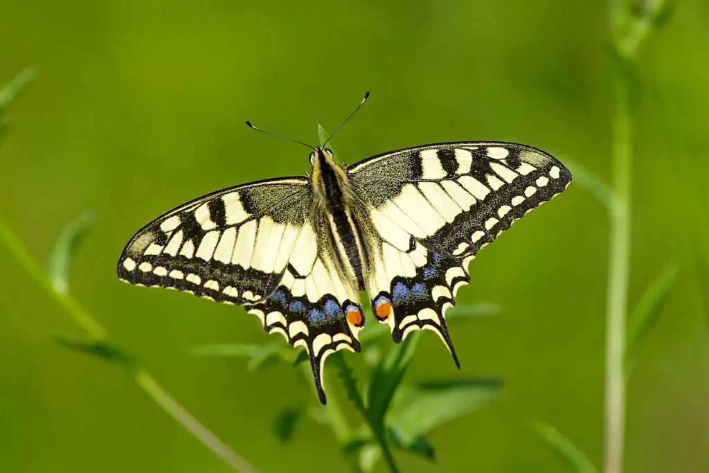 Приокско-террасный природный заповедник. Изображение 15