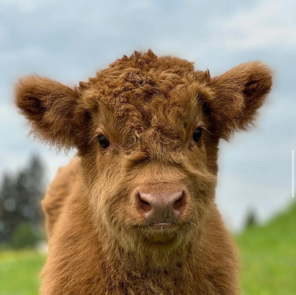 Экоферма "Российские Альпаки". Изображение 5