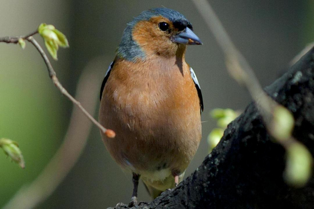 Квест Птичий переполох, или в поисках Феникса. Изображение 5