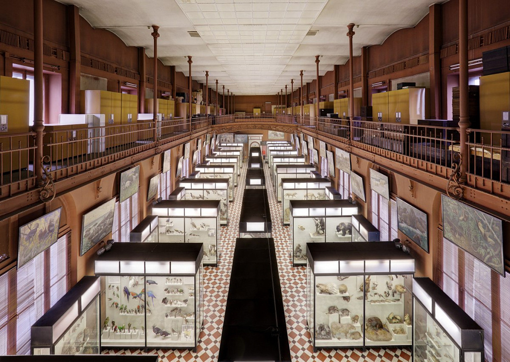 Интерактивные занятия в Зоологическом музее. Изображение 3