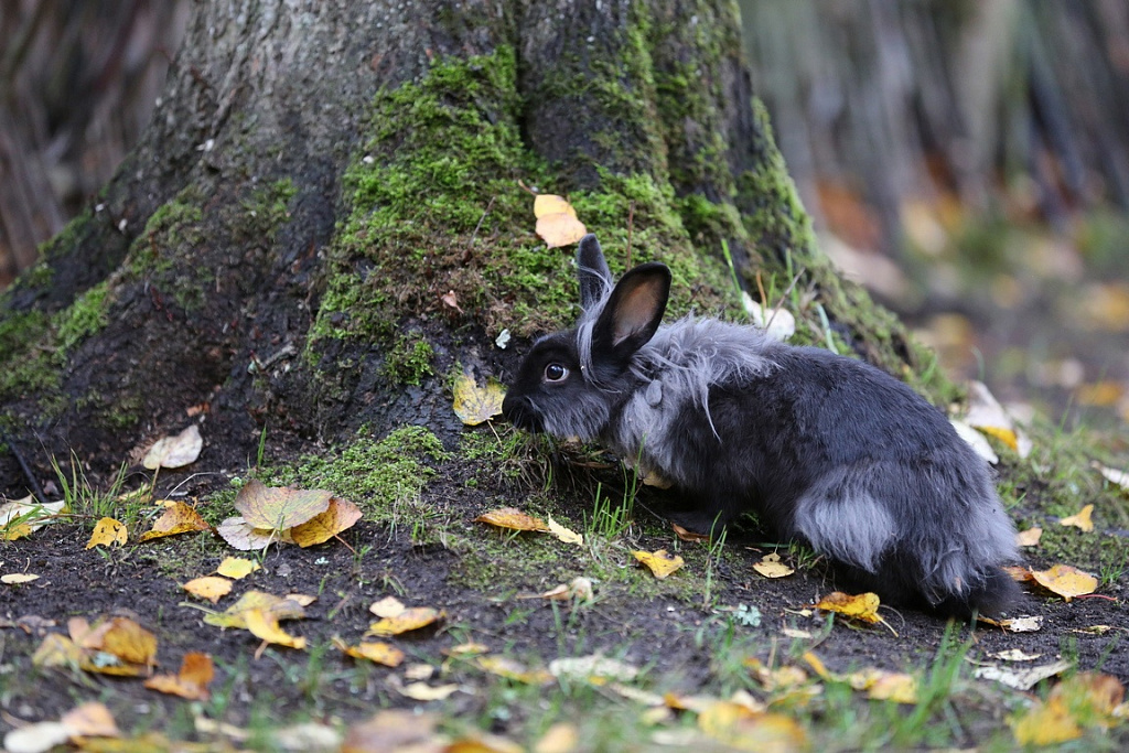Партизанская деревня в парке Патриот. Изображение 10