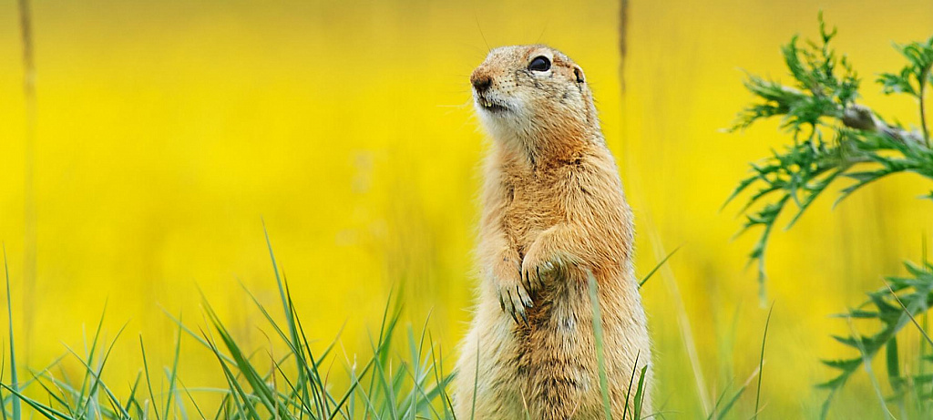 Фестиваль "Первозданная Россия". Изображение 9