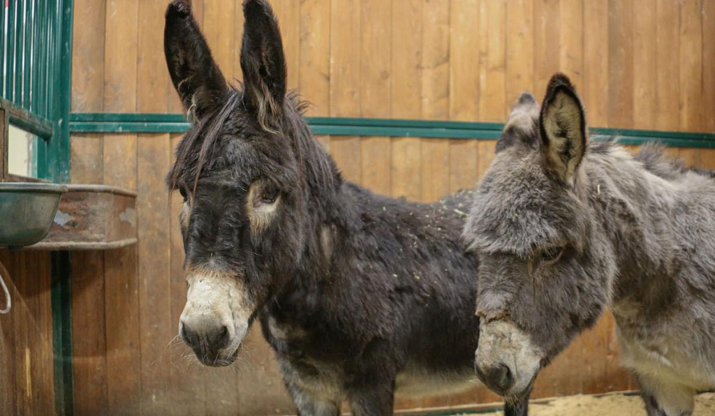 Живой уголок в Парке Патриот. Изображение 4