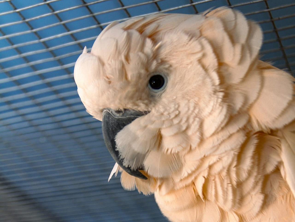 Попугайня. Изображение 2