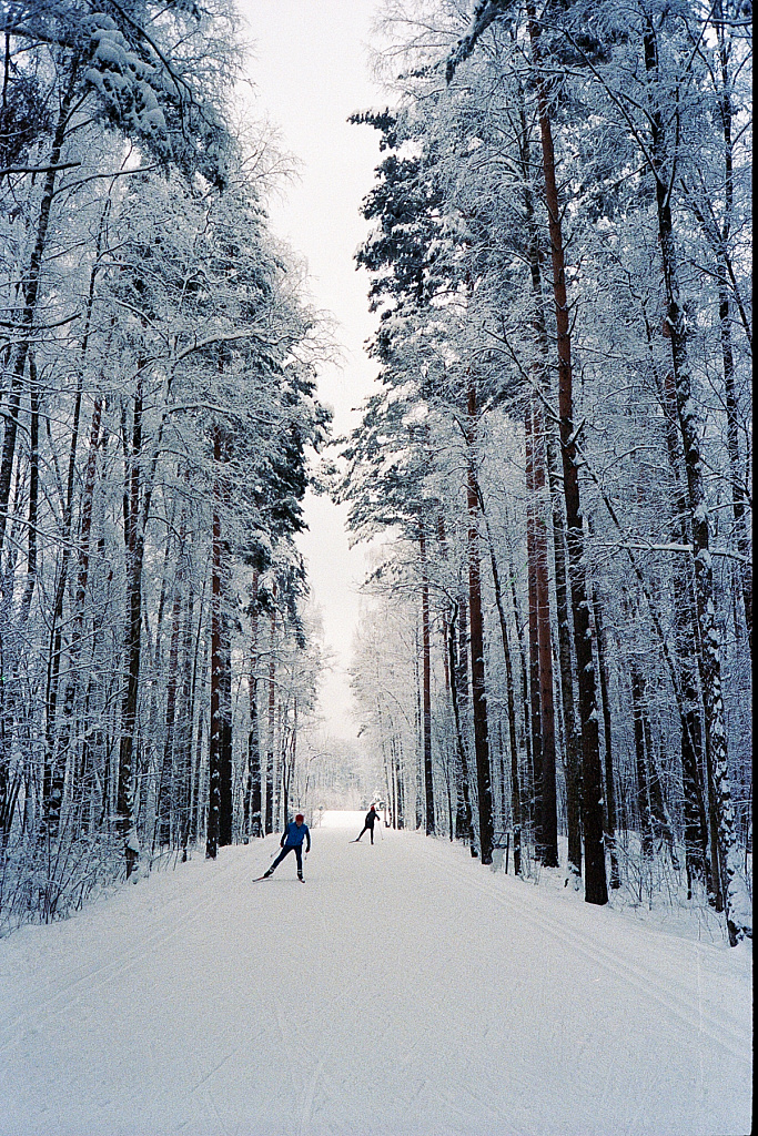 Лыжные трассы в Мещерском парке. Изображение 1