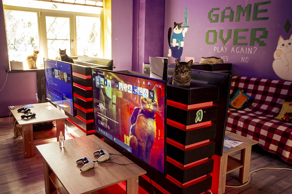 "Котофейня" на Курской. Изображение 5