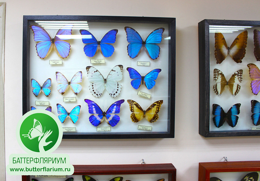 БАТТЕРФЛЯРИУМ на ВДНХ. Изображение 3