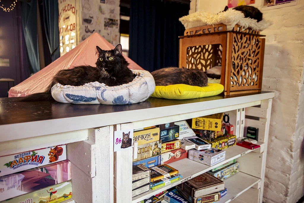 "Котофейня" на Курской. Изображение 9