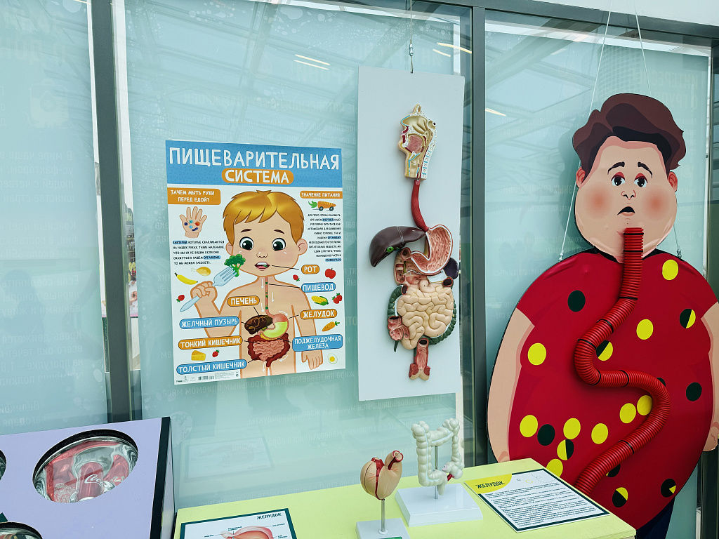 Анатомикум. Изображение 10