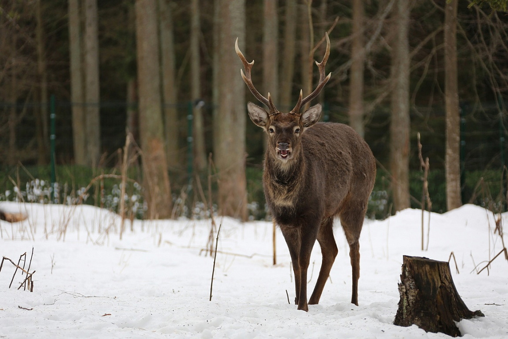Живой уголок в Парке Патриот. Изображение 8