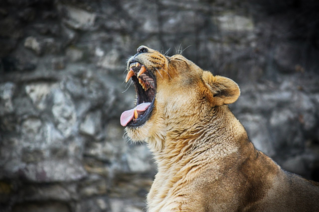 Московский Зоопарк. Изображение 3