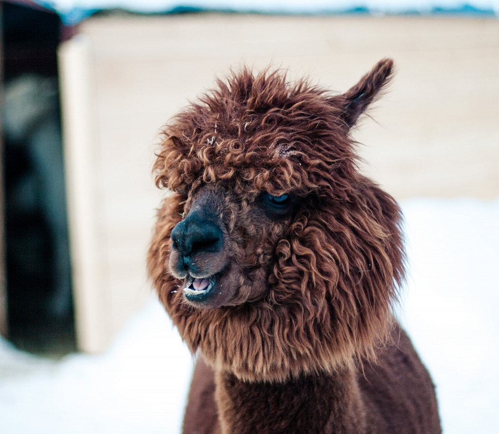 Экоферма "Российские Альпаки". Изображение 2