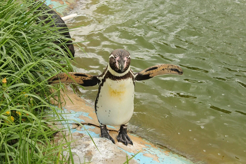 Планета обезьян. Изображение 4