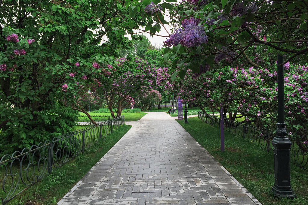 Сиреневый сад. Изображение 3