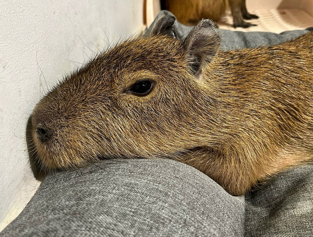 Бар Капибар. Изображение 1