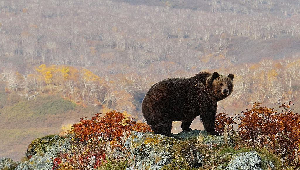 Фестиваль "Первозданная Россия". Изображение 2