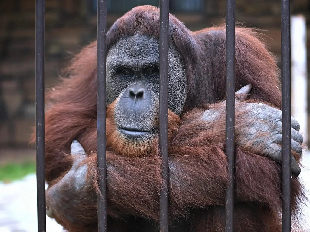 Планета обезьян. Изображение 3