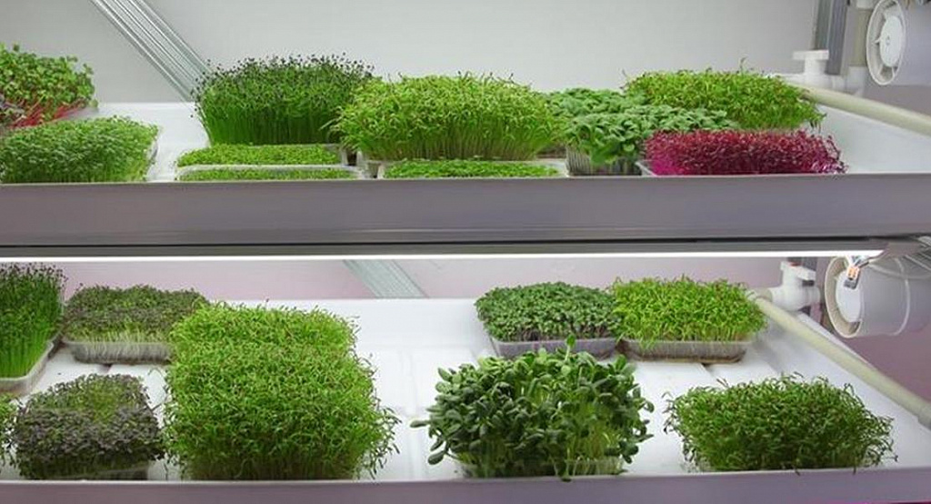 Лаборатория микрозелени. Изображение 1