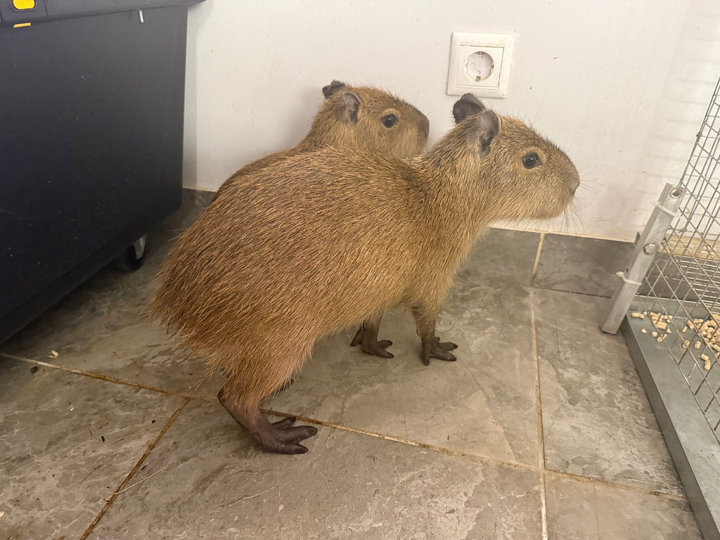 Бар Капибар. Изображение 7