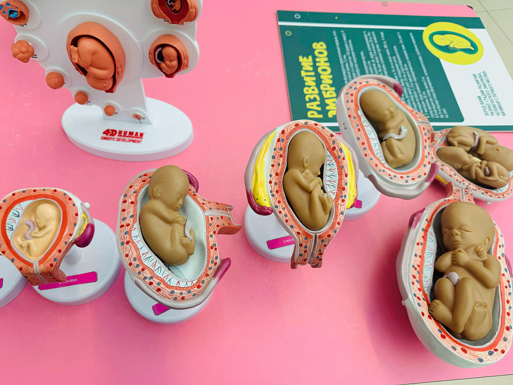 Анатомикум. Изображение 12