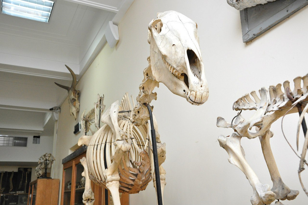 Музей Анатомии им. Б.К. Гиндце. Изображение 7