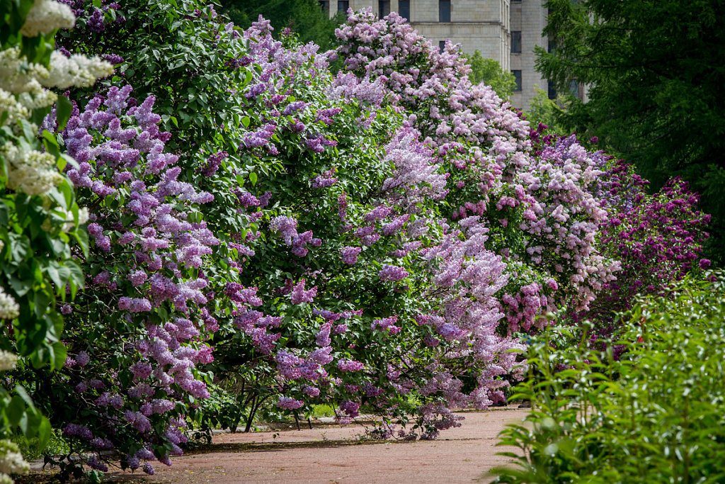 Экскурсия по сирени. Изображение 4
