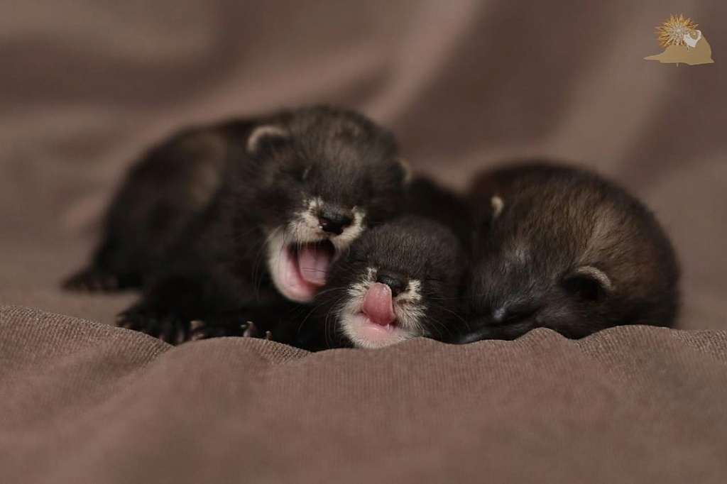 Зоофест 2025. Изображение 9