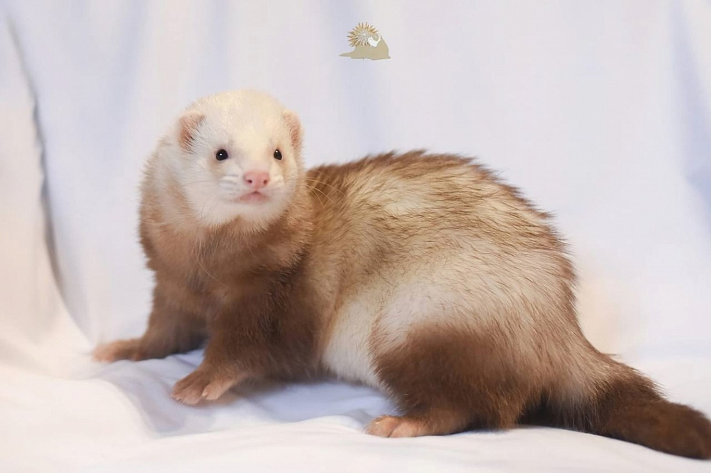 Зоофест 2025. Изображение 8