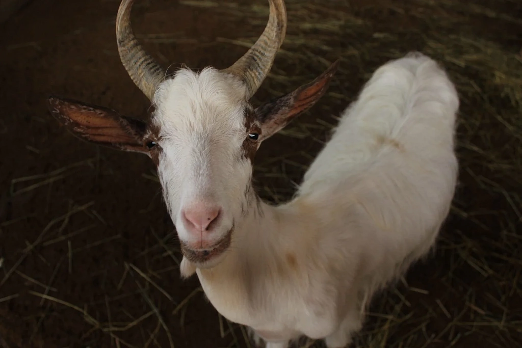 Планета обезьян. Изображение 5