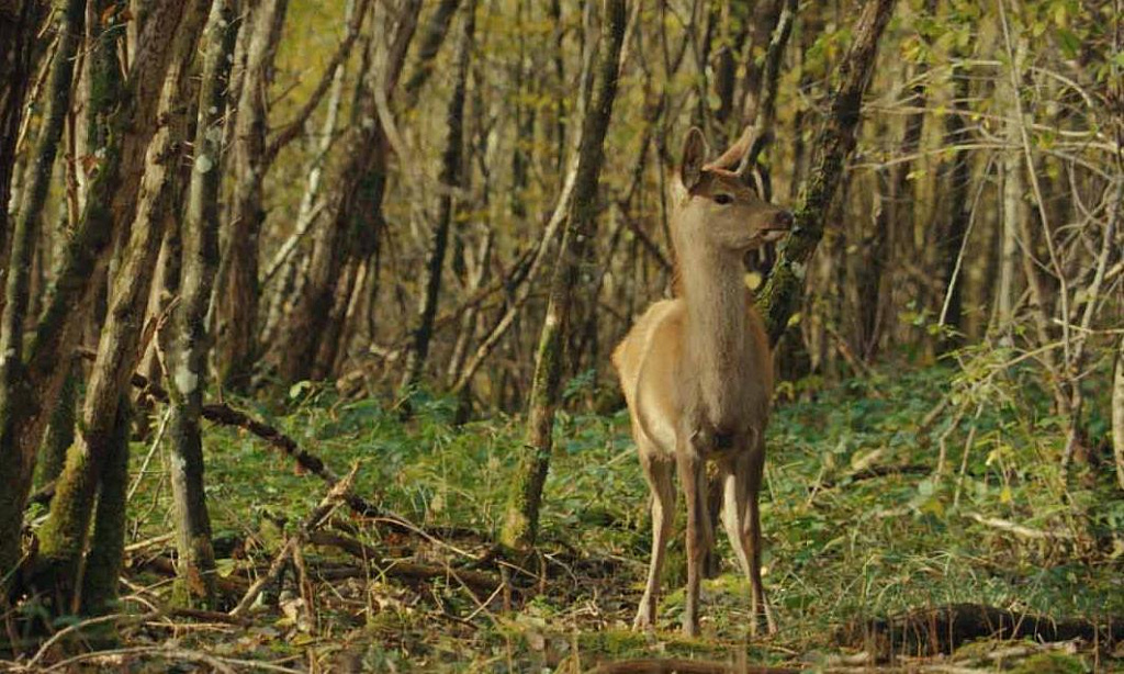 Бемби. История жизни в лесу. Изображение 2