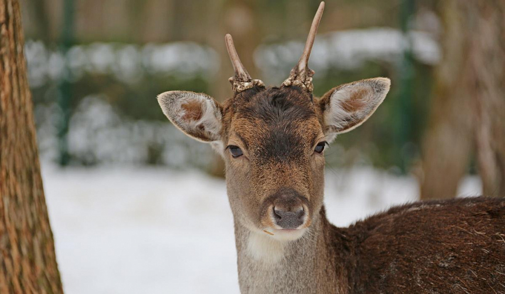 Живой уголок в Парке Патриот. Изображение 6