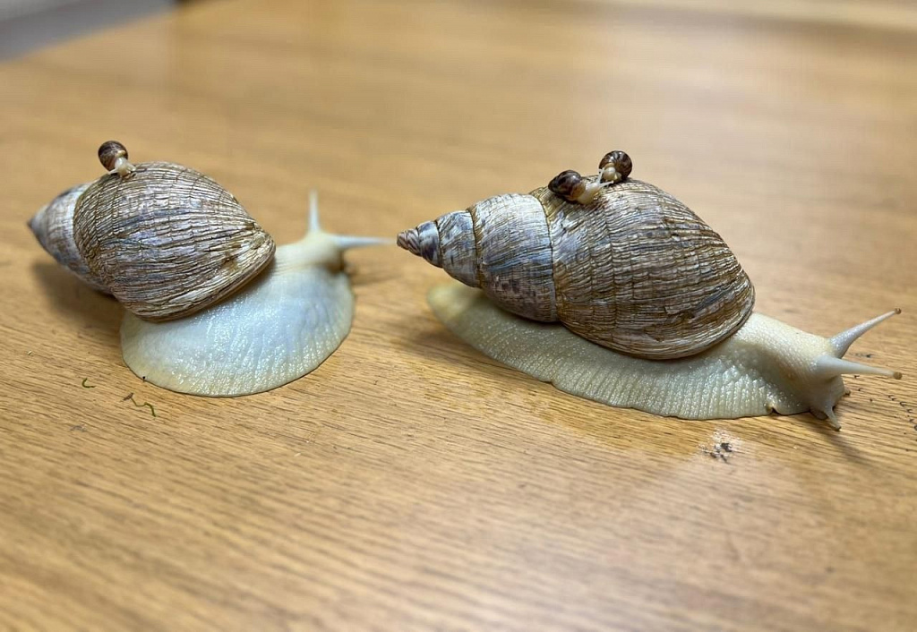 Пытливые 0+. Изображение 1