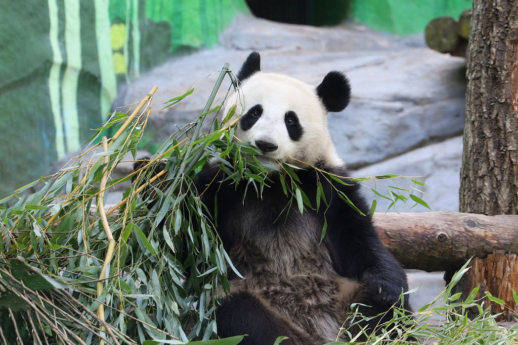 День Рождения панды Катюши в Зоопарке. Изображение 1