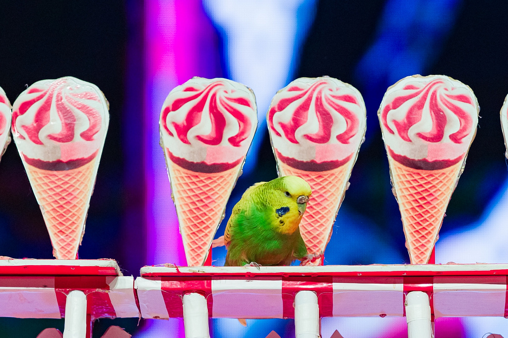 Пушистый цирк. Изображение 1