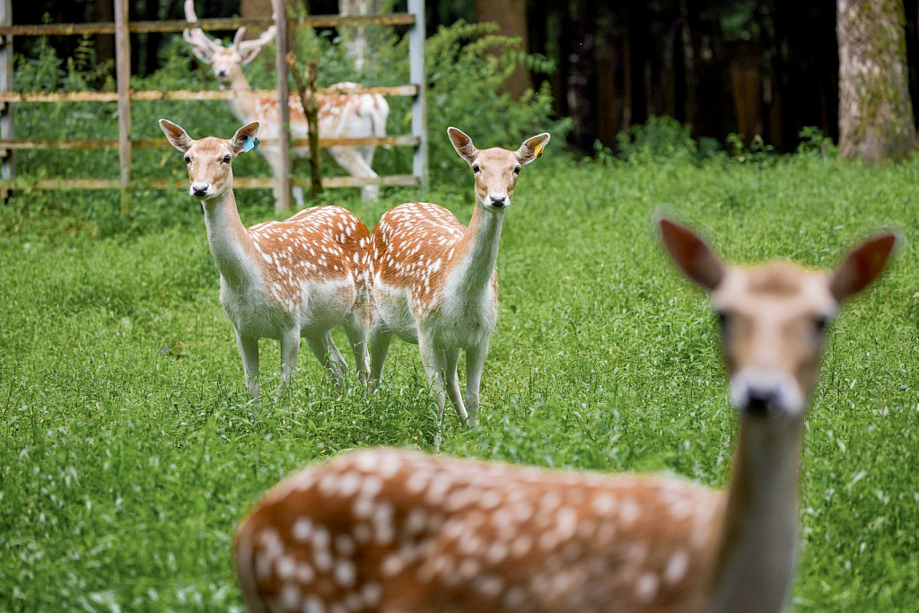 Экоцентр «Дом Лани». Изображение 14