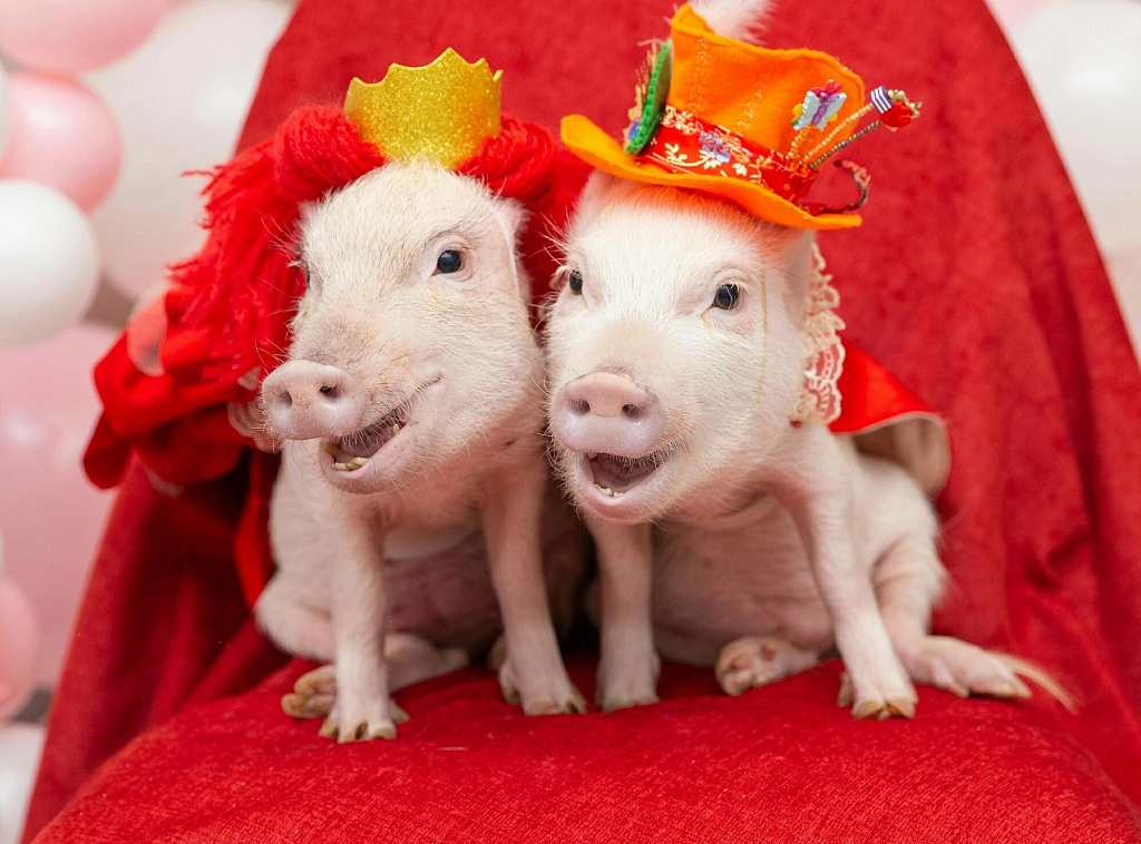 Зоофест 2025. Изображение 2