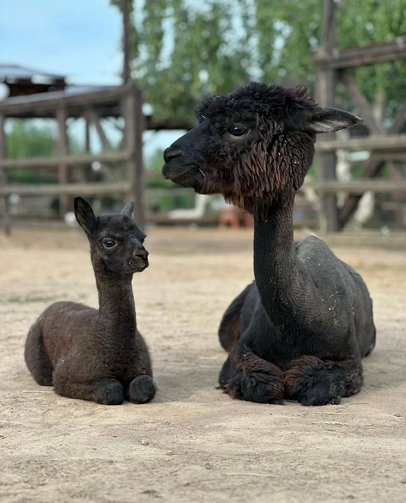 Экоферма "Российские Альпаки". Изображение 3