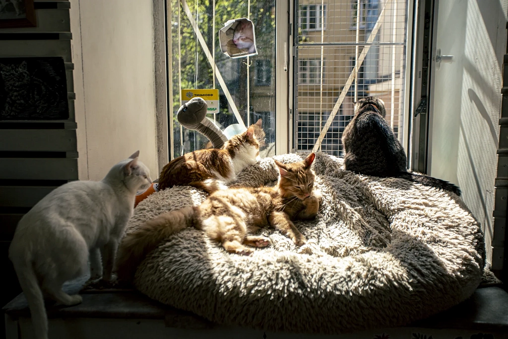 "Котофейня" на Маросейке. Изображение 4